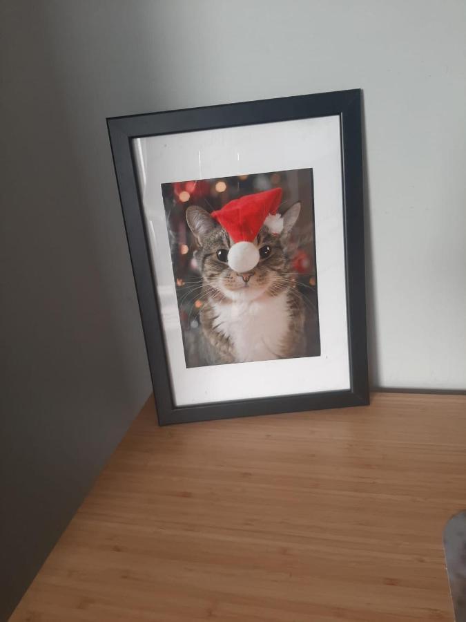 Apartamenty Koci Ogon Stary Toruń Exteriör bild